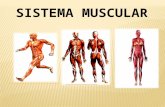 Ti g37 sistema muscular_montoya_roca_carir.