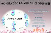 Reproducción asexual de los vegetales