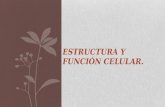 Estructuración y función celular