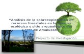 Análisis de la sobreexplotación de recursos forestales Puebla Cerro de Amalucan