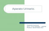 Aparato Urinario - Profesorado de Educación Física - Quitilipi