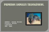Primeros Animales TransgéNicos