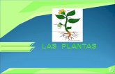 Lasplantas 101121155358-phpapp01