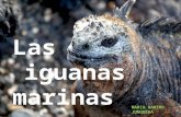 Iguana marinas