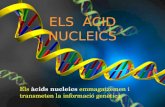 ELS ACIDS NUCLEICS