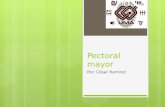 Pectoral myor