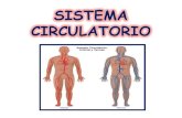 Sistema circulatorio 5