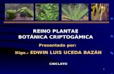 nombre científico y botánica criptogámica