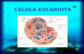 Orgnulos de la clula-eucariota-