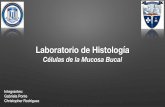 Laboratorio de Histología: Células de la Mucosa Bucal