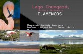 Lago chungará, arica y parinacota
