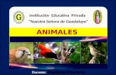 Animales  vertebrados ii