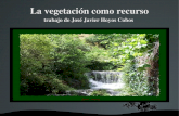 vegetacion como recurso jose javier hoyos cobos