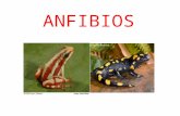 Anfibios e insectos