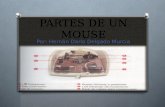 Partes de un mouse