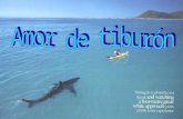 Amor De Tiburon
