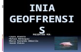 INIA GEOFRENSIS (Delfin Rosado)
