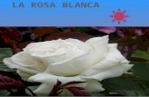 La rosa blanca con musica