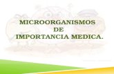 Microorganismos de importancia medica.