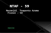 Cocoa Clone NTAF  59 - Cacao Nacional "Arriba"