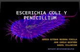 Escerichia coli y penisillium