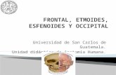 Frontal, etmoides, esfenoides y occipital