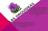 Historia de las orquídeas