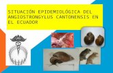 Situacion epidemiologica del Angiostrongylus cantonensis
