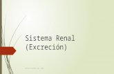 Sistema renal (excreción) Profesor Fernando Lugo Z
