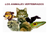 Tema 3 y 4 Los animales vertebrados e invertebrados. Mª Dafrosa 4ºB 2013