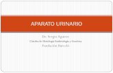 Aparato Urinario (Histología - Dr. Aguirre)