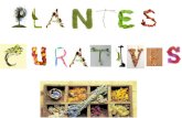 Plantes curatives