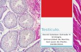Patología testicular 2014.