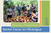 Situación del sector cacao en nicaragua may2013