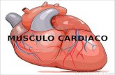 Diapositivas: histologia del musculo cardiaco
