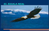 El águila real (yago y lucas)