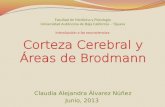 Corteza cerebral y áreas de Brodmann