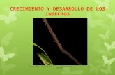 Características anatomcas insectos - copia - copia