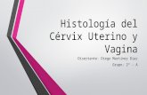 Histología del cérvix uterino y vagina