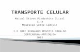 Transporte celular 2015
