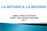 La Mitosis y la Meiosis