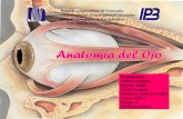 Fisiologia animal post laboratorio Anatomia del Ojo