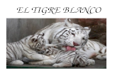 Presentación tigre blanco anmei&emilia