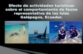Efecto de actividades turísticas sobre el comportamiento de fauna representativa de las Islas Galápagos, Ecuador.
