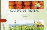 Cultivo de proteas migel