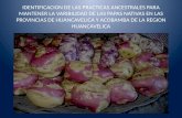 Las papas-nativas-en-huancavelica (1)