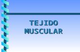 Histología: Tejido Muscular