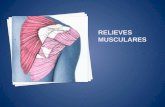 Relieves musculares 9 de la extremidad superior