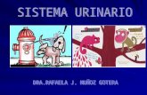 Histología: Aparato urinario