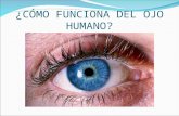 Como funciona el ojo humano lourdes polvo rea
